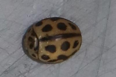 <i>Tytthaspis sedecimpunctata</i>