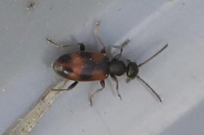 <i>Anthicus antherinus</i>