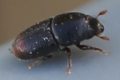 <i>Scolytus</i>
