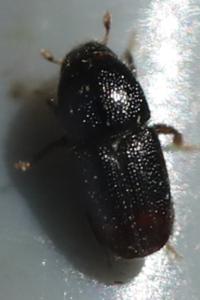 <i>Scolytus</i>