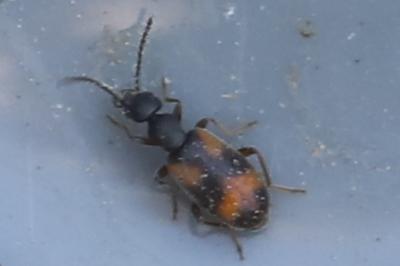 <i>Anthicus antherinus</i>