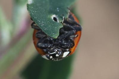 <i>Coccinella septempunctata</i>