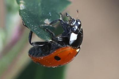 <i>Coccinella septempunctata</i>