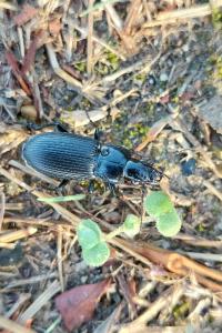 <i>Pterostichus</i>