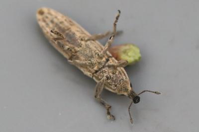 <i>Lixus juncii</i>