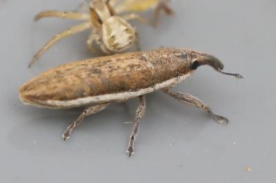 <i>Lixus juncii</i>