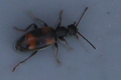 <i>Anthicus antherinus</i>