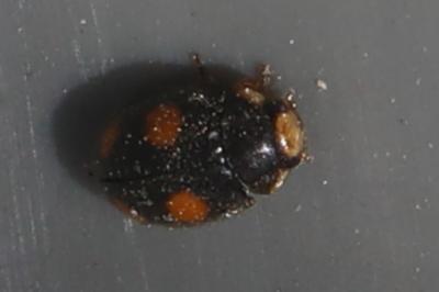 <i>Platynaspis luteorubra</i>
