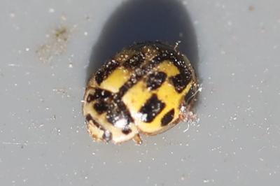 Coccinelle à damier