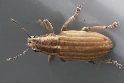 <i>Sitona lineatus</i>