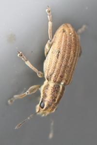 <i>Sitona lineatus</i>