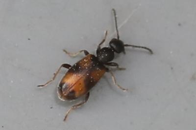 <i>Anthicus antherinus</i>