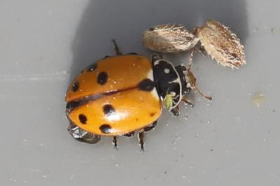 <i>Hippodamia variegata</i>