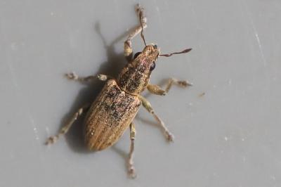 <i>Sitona lineatus</i>