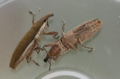 <i>Lixus juncii</i>