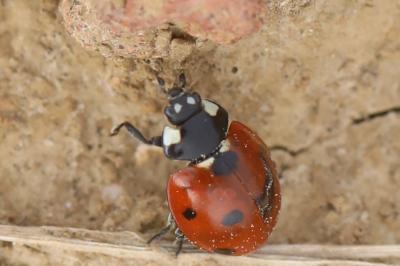 <i>Coccinella septempunctata</i>