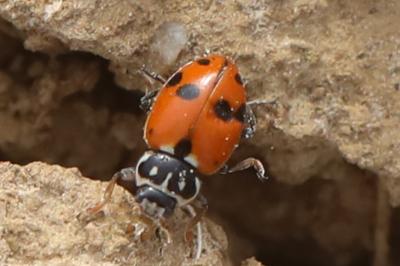 <i>Hippodamia variegata</i>