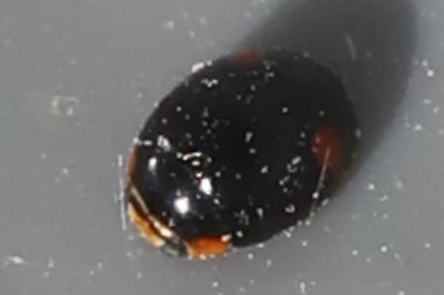 <i>Hyperaspis campestris</i>