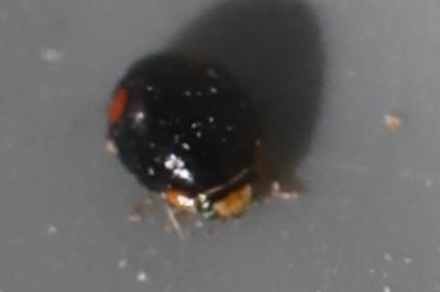 <i>Hyperaspis campestris</i>