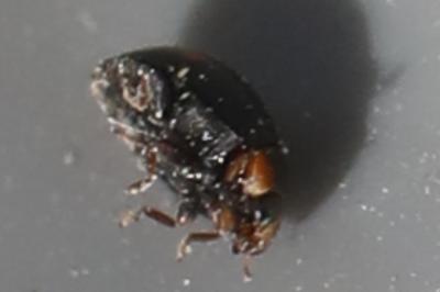 <i>Hyperaspis campestris</i>