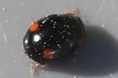<i>Hyperaspis campestris</i>