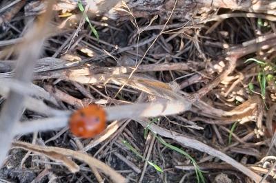 <i>Coccinella quinquepunctata</i>