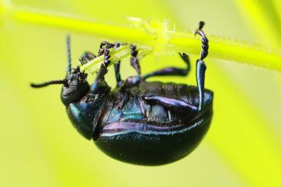 <i>Timarcha goettingensis</i>