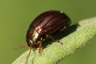 <i>Chrysolina americana</i>