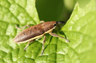 <i>Lixus</i>