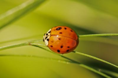 <i>Harmonia axyridis</i>