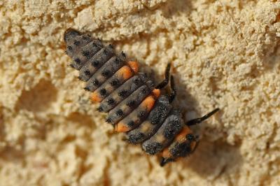 <i>Coccinella septempunctata</i>