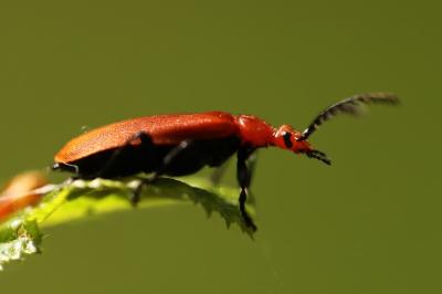 <i>Pyrochroa serraticornis</i>