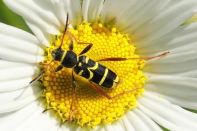 <i>Clytus arietis</i>