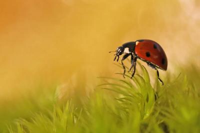 <i>Coccinella septempunctata</i>