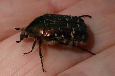 <i>Cetonia aurata</i>