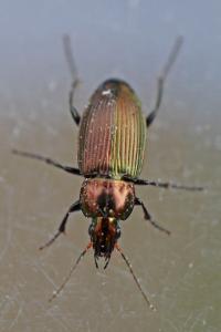 <i>Poecilus cupreus</i>