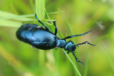 <i>Meloe violaceus</i>