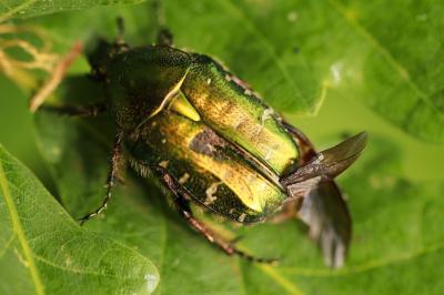 <i>Cetonia aurata</i>