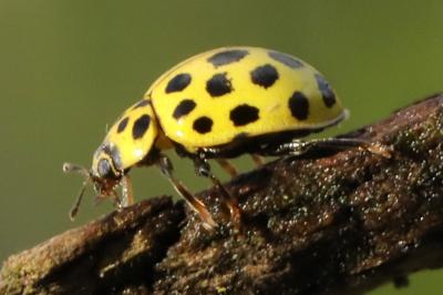 <i>Psyllobora vigintiduopunctata</i>