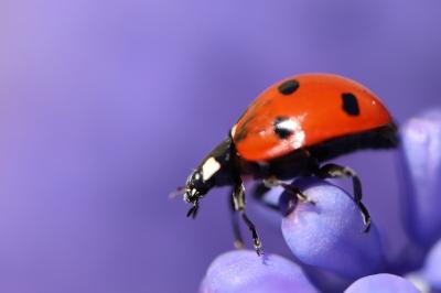<i>Coccinella septempunctata</i>