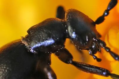 <i>Meloe violaceus</i>