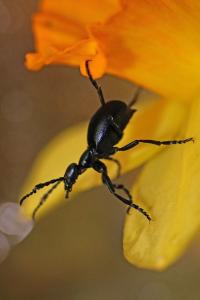 <i>Meloe violaceus</i>