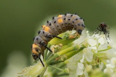 <i>Coccinella septempunctata</i>