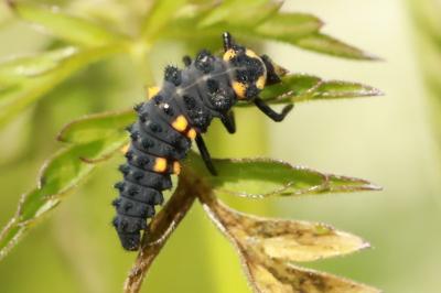 <i>Coccinella septempunctata</i>
