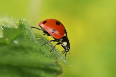<i>Coccinella septempunctata</i>
