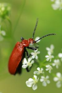 <i>Pyrochroa serraticornis</i>
