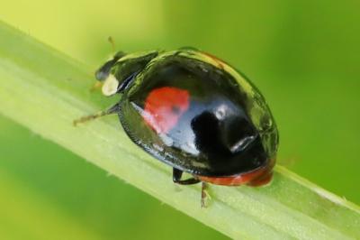<i>Harmonia axyridis</i>