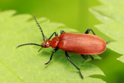 <i>Pyrochroa serraticornis</i>