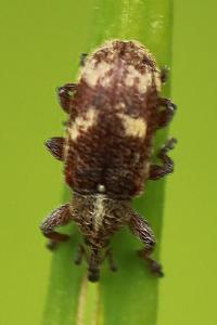 Bradybatus kellneri