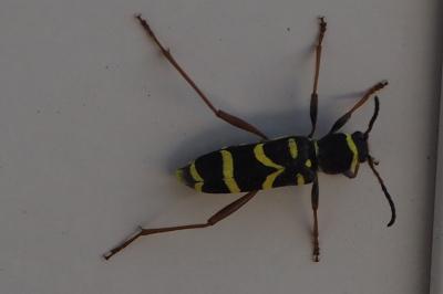 <i>Clytus arietis</i>